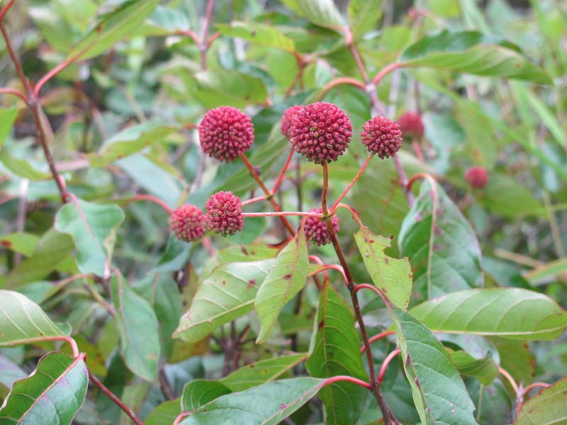 Buttonbush wetland